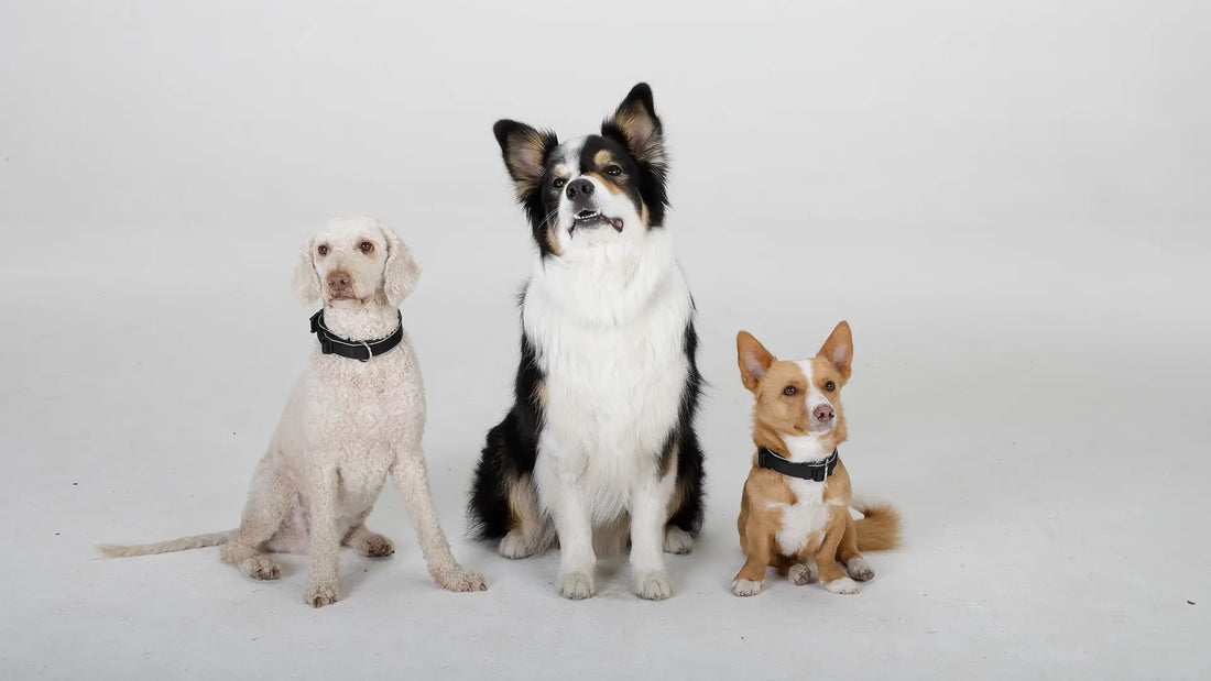 Was Tierärzt:innen über unsere Spielzeuge sagen