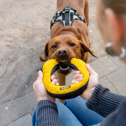 Donut
