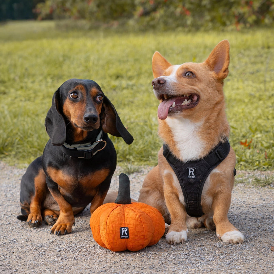 Hunde mit dem Redoggo Kürbis aus Airbag-Material