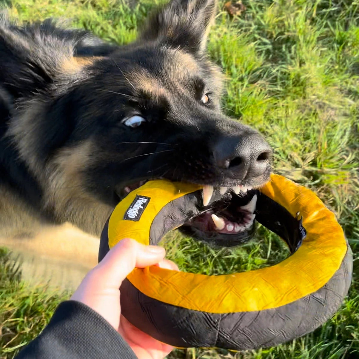 Donut