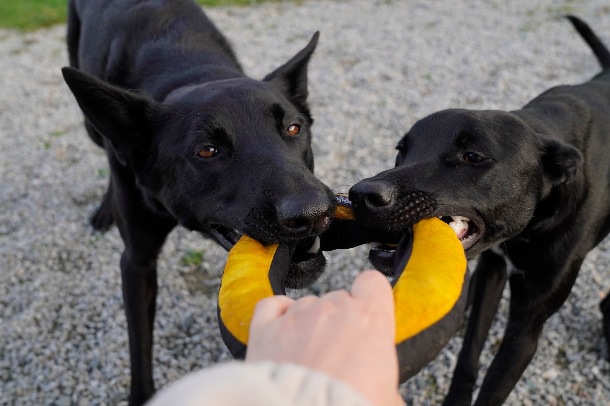 Zwei Hunde spielen mit Redoggo Zerrspielzeug aus Airbag-Material